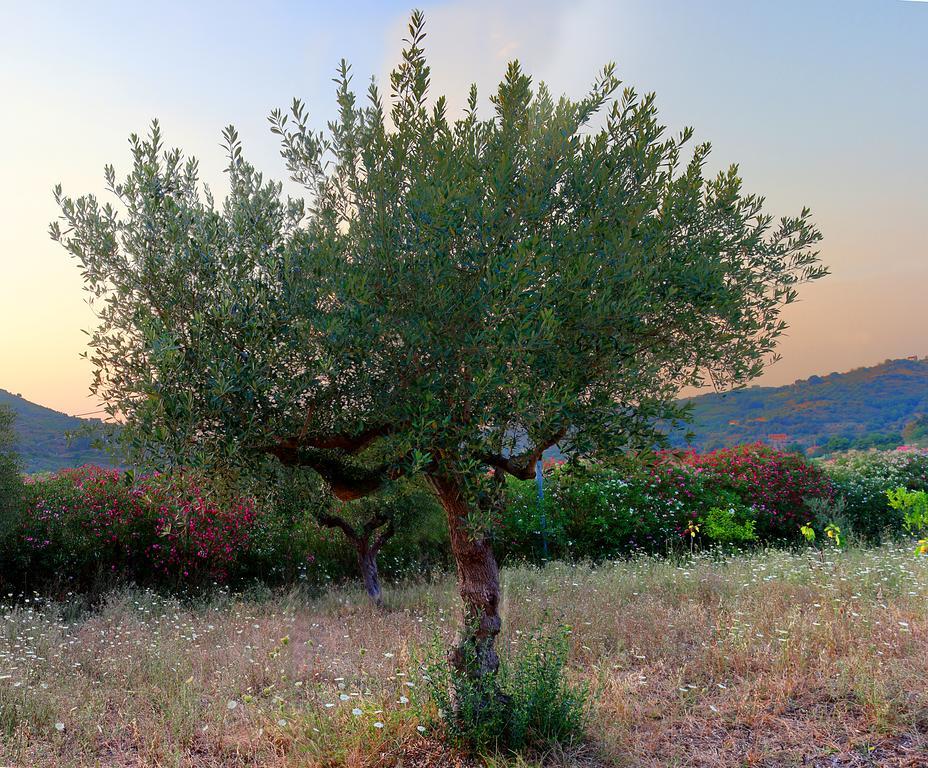 B&B Cilentum Agropoli Exteriör bild